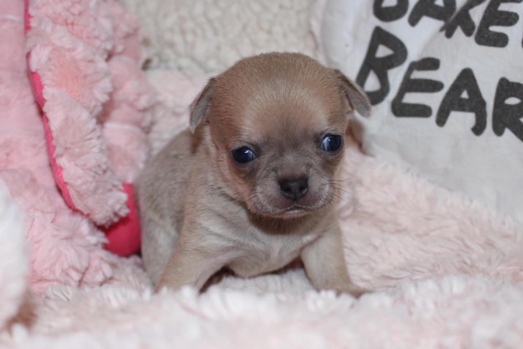 Of Eyden Cashmere - Chiot disponible  - Chihuahua