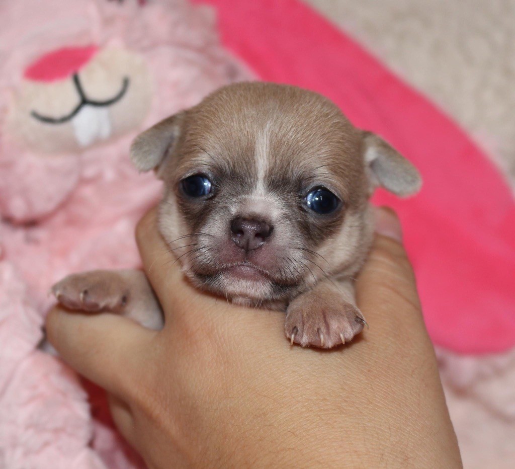 chiot Chihuahua Of Eyden Cashmere