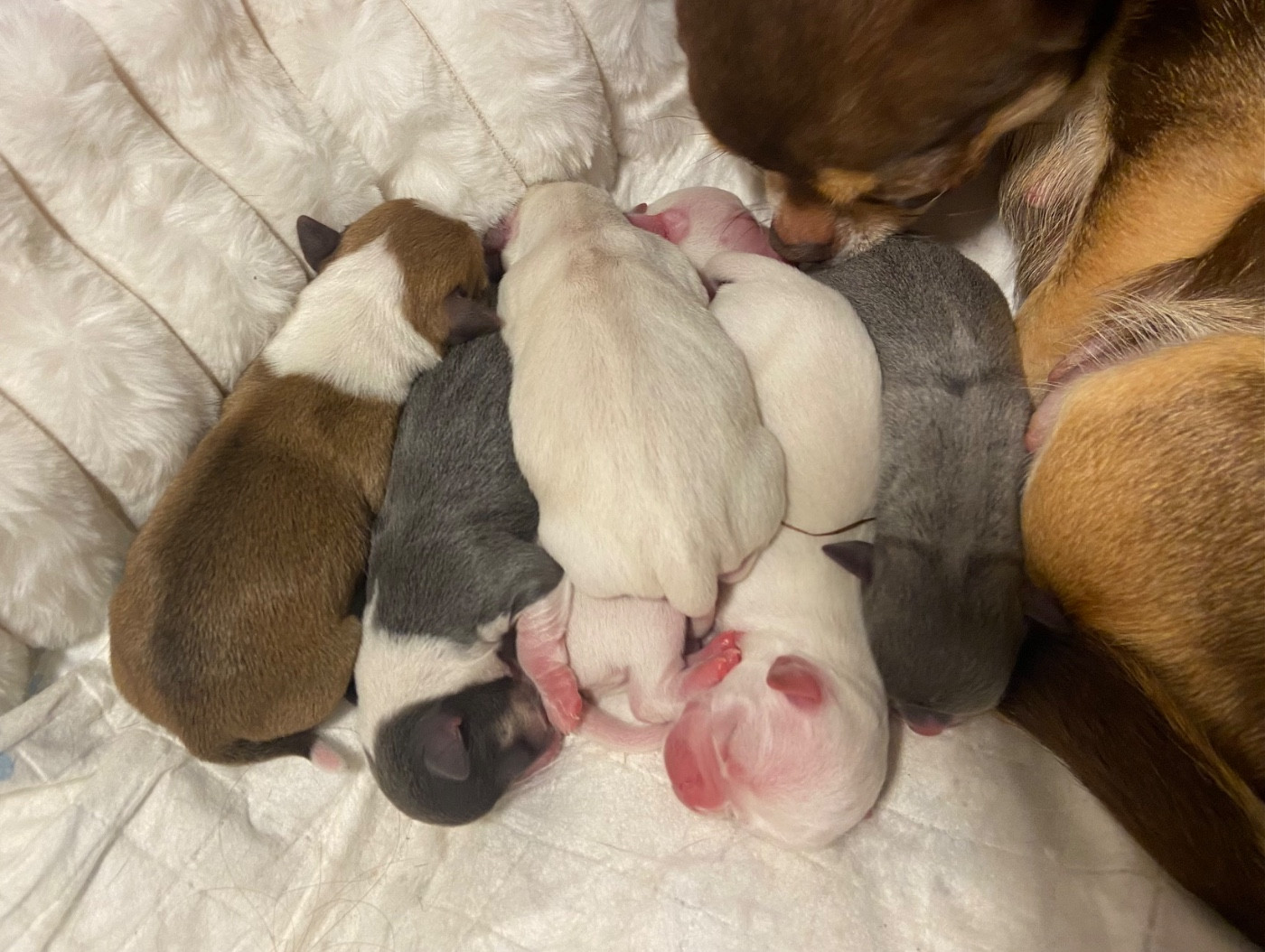 Chiot Chihuahua Of Eyden Cashmere