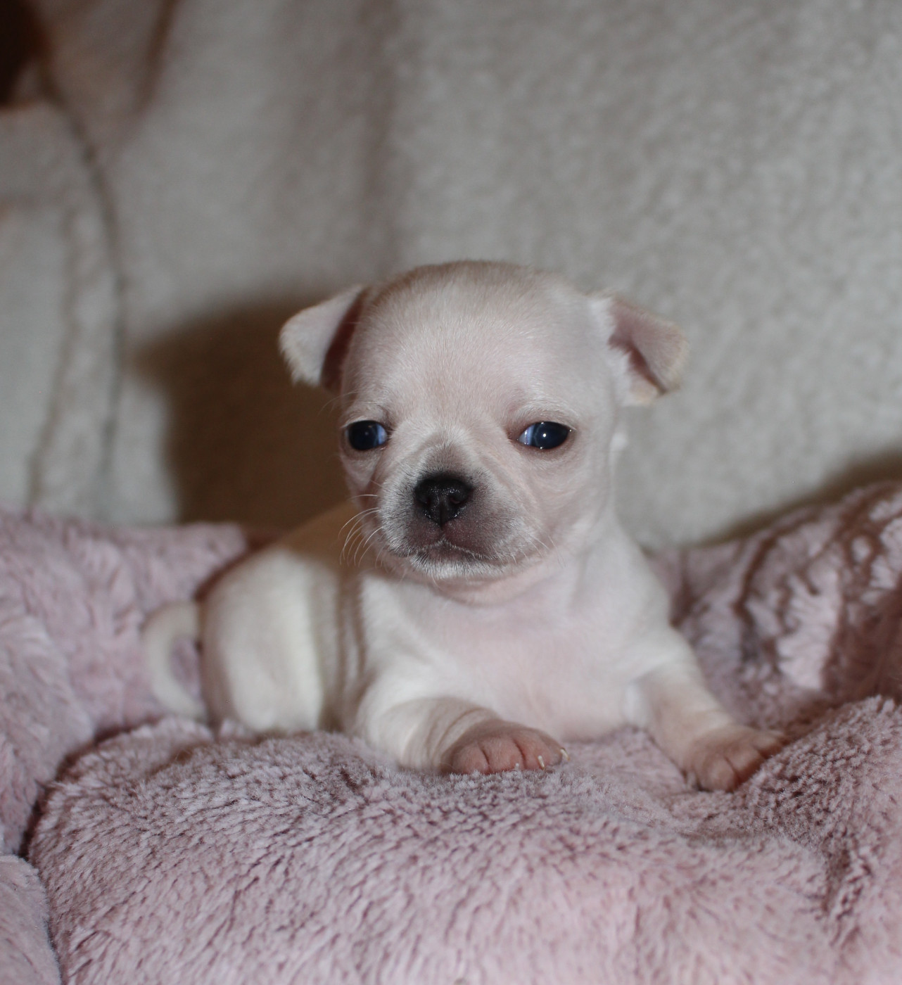 Of Eyden Cashmere - Chiots disponibles - Chihuahua