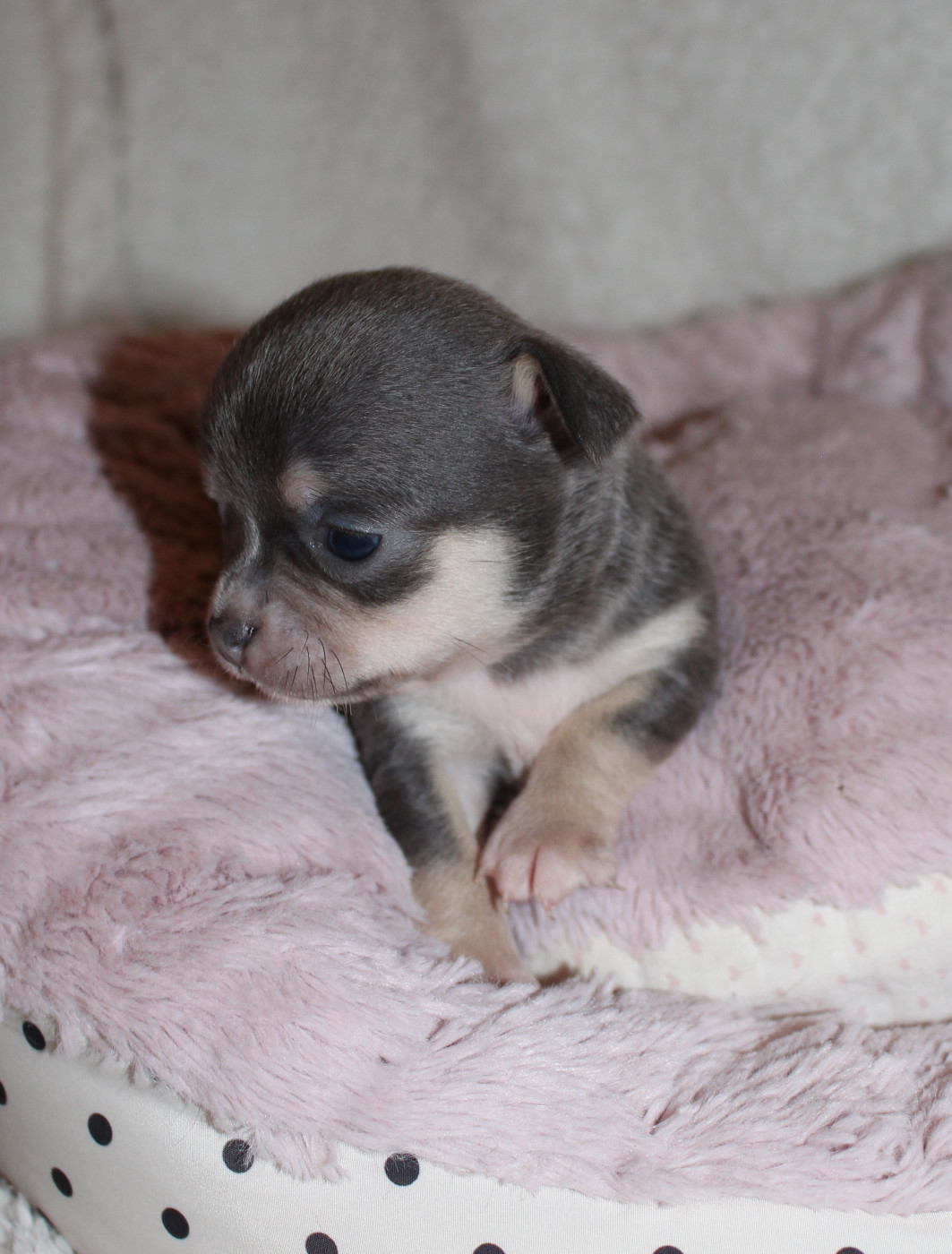 Of Eyden Cashmere - Chiots disponibles - Chihuahua