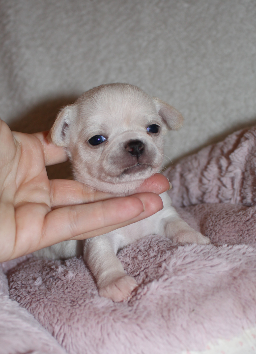 Of Eyden Cashmere - Chiots disponibles - Chihuahua