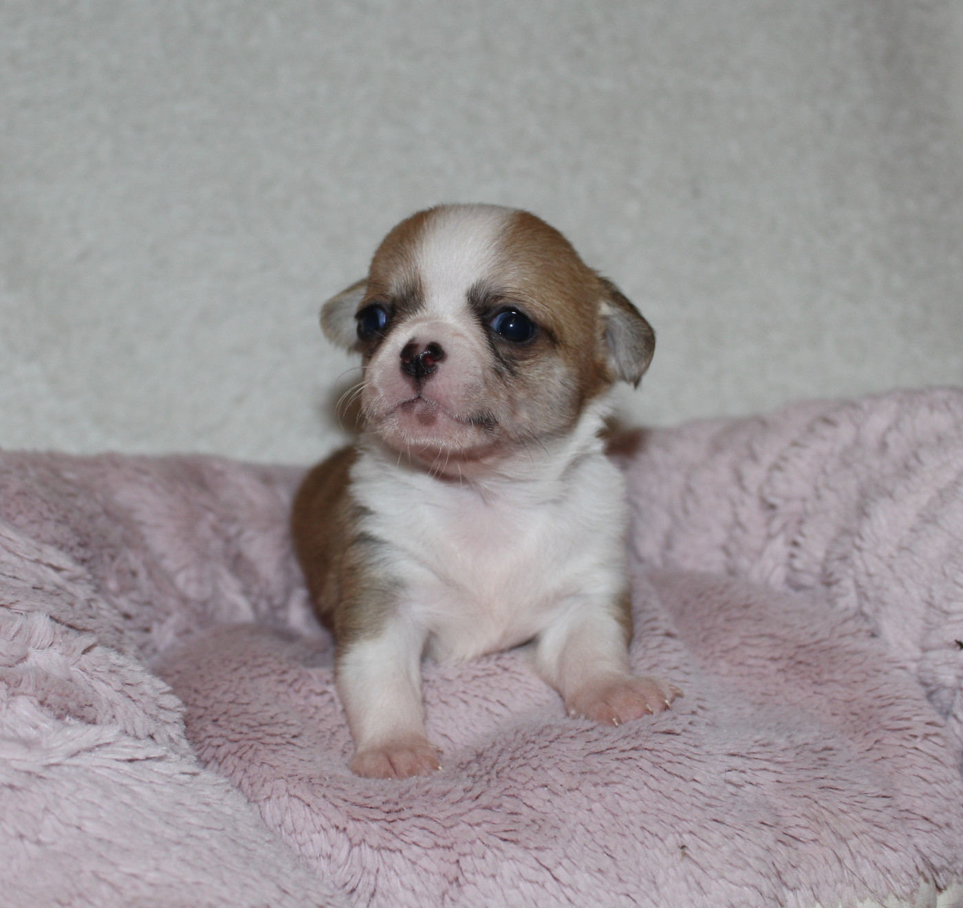 Of Eyden Cashmere - Chiots disponibles - Chihuahua
