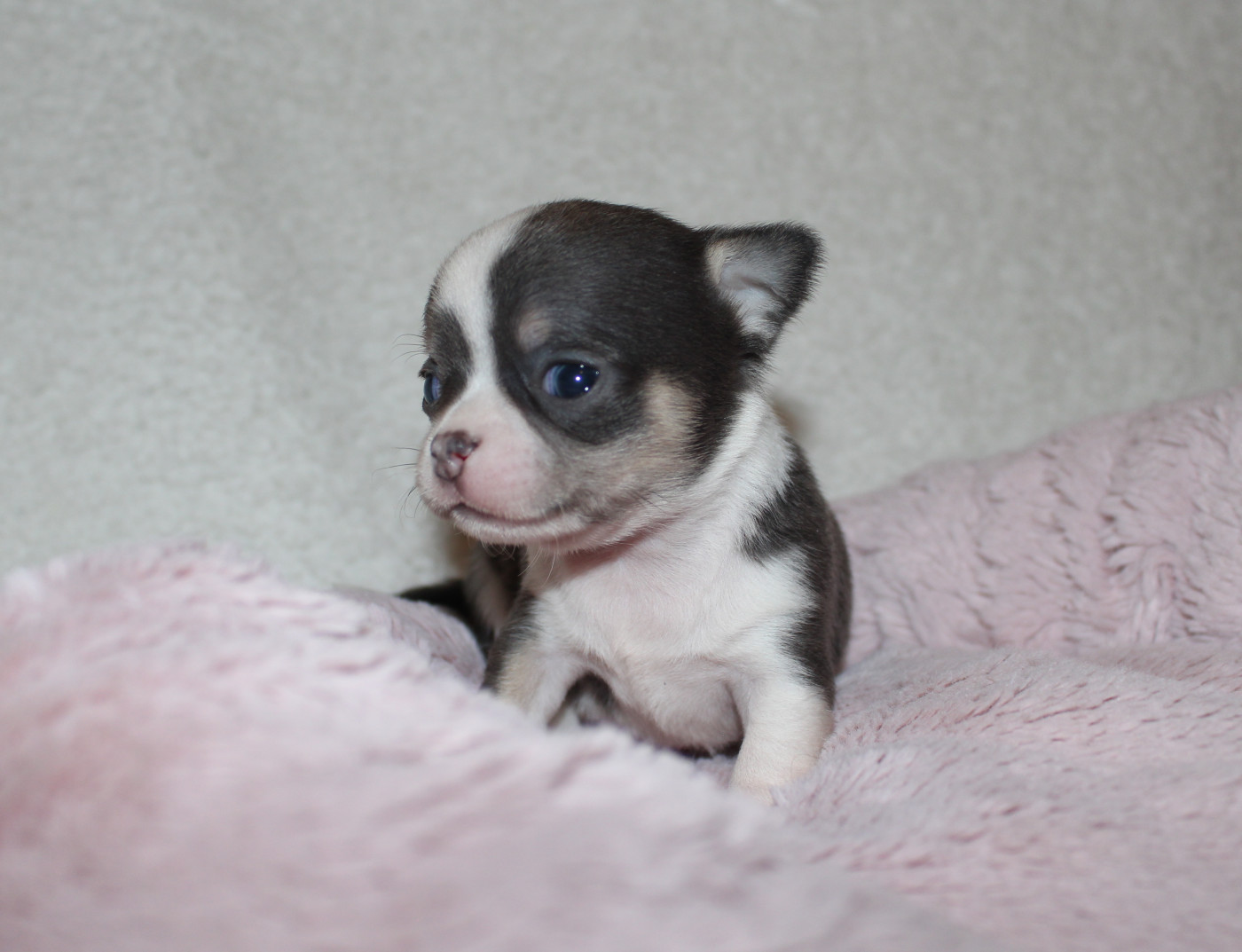Of Eyden Cashmere - Chiots disponibles - Chihuahua