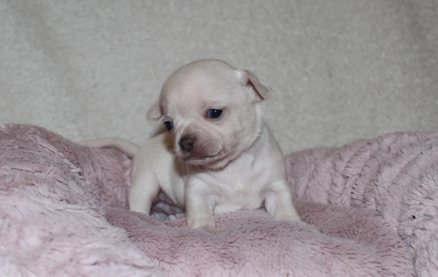 Of Eyden Cashmere - Chiots disponibles - Chihuahua