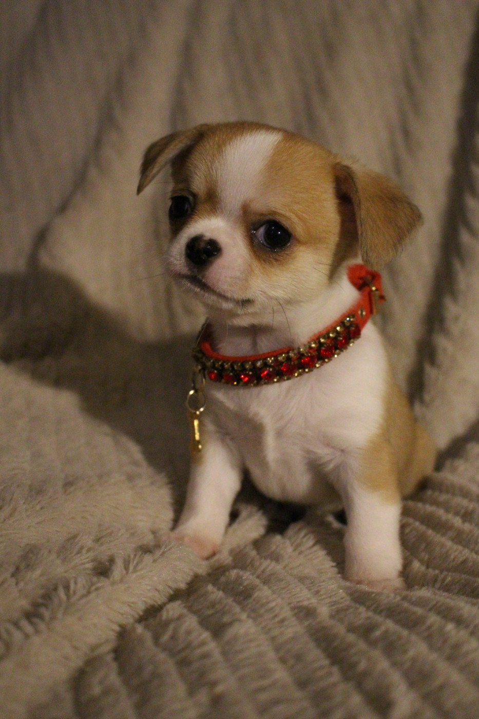 Of Eyden Cashmere - Chiots disponibles - Chihuahua