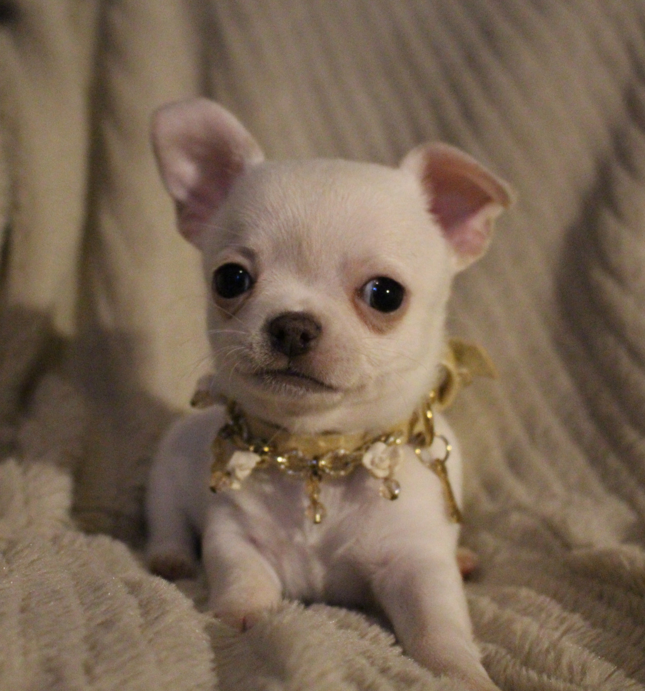 Of Eyden Cashmere - Chiots disponibles - Chihuahua