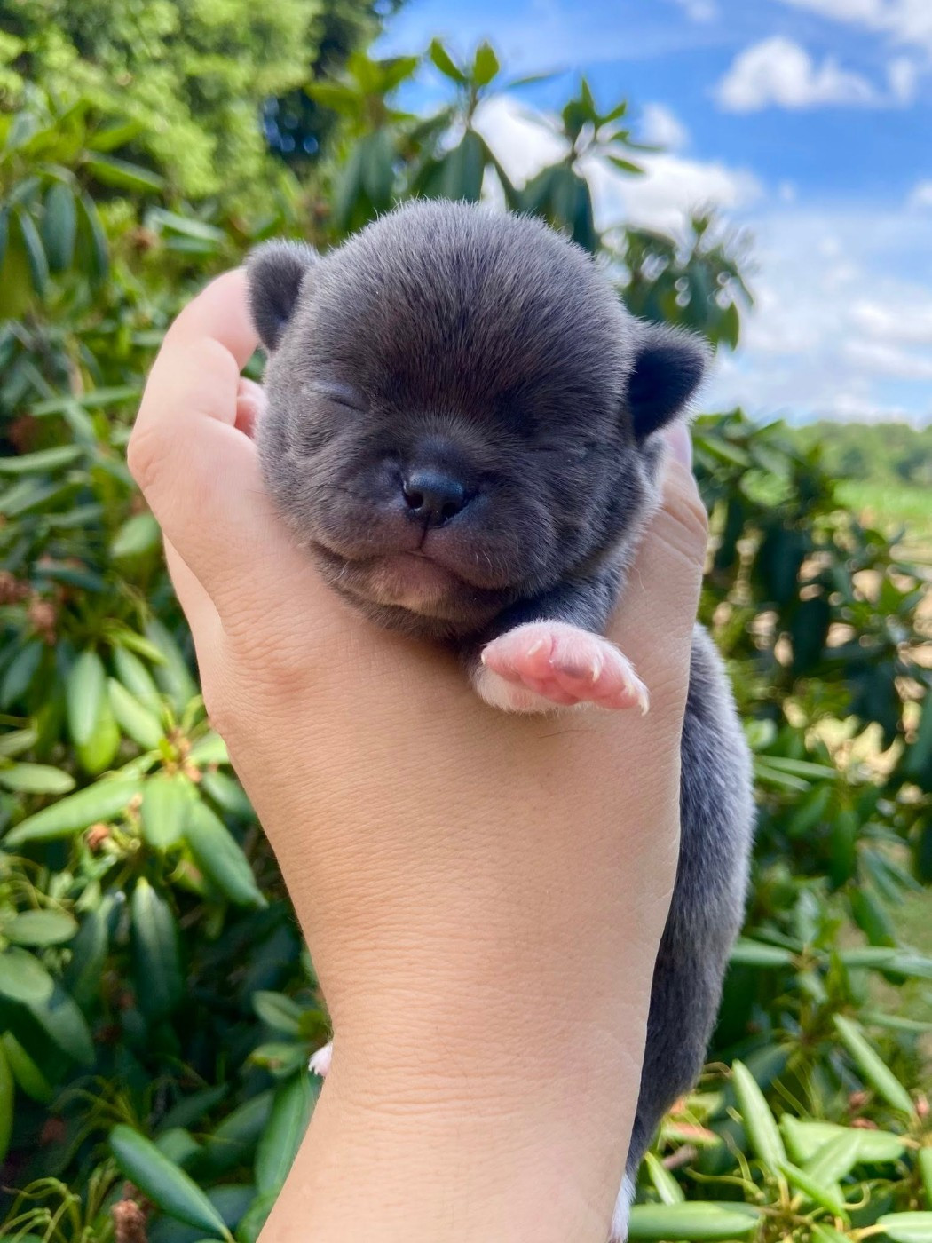 Of Eyden Cashmere - Chiots disponibles - Chihuahua