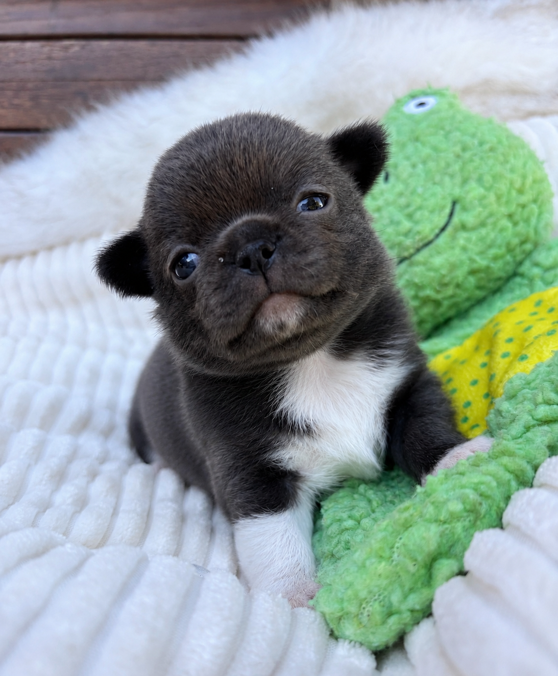 Of Eyden Cashmere - Chiots disponibles - Chihuahua